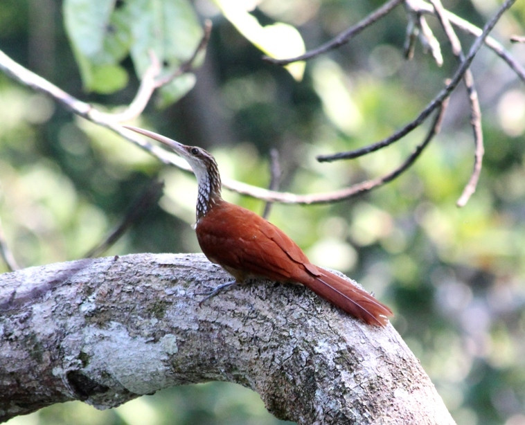 image Long-billed Woodcreeper